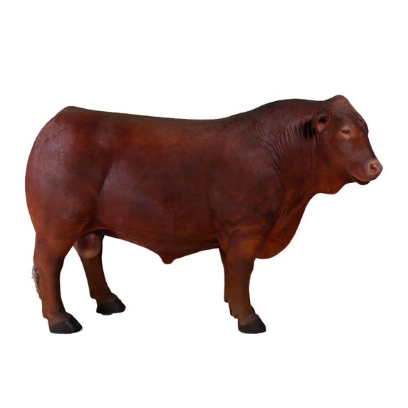 Angus Bull Life Size Statue