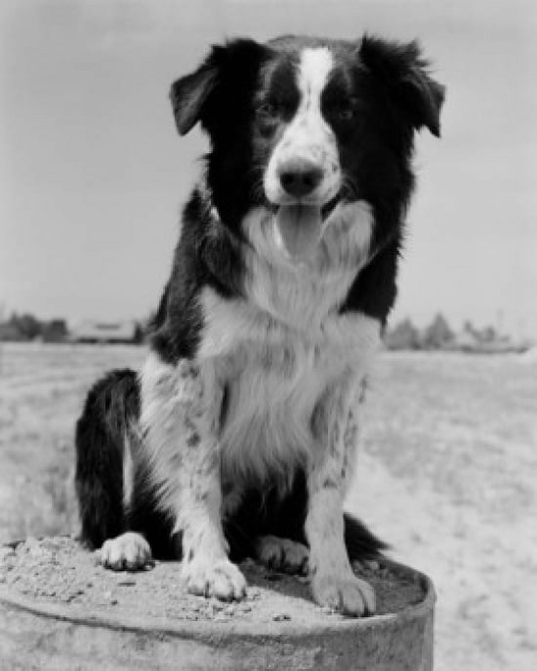 Angus Sheep Dog Canvas Art - (18 x 24)