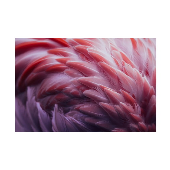Angyalosi Beata 'Flamingo' Canvas Art