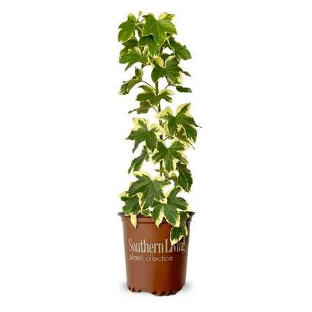 Southern Living Angyo Star Fatshedera (Hybrid of Fatsia japonica and English Ivy) Live Vine Plant in 2.5-Quart Grower Pot