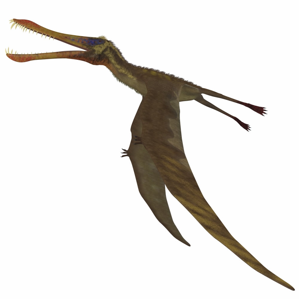 Anhanguera dinosaur Canvas Art - Corey FordStocktrek Images (29 x 29)