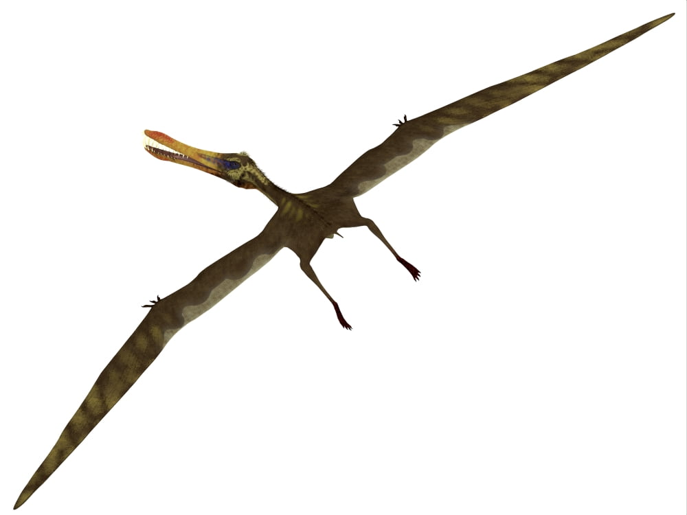 Anhanguera was a fish-eating pterosaur from the Cretaceous era of Brazil Canvas Art - Corey FordStocktrek Images (33 x 25)