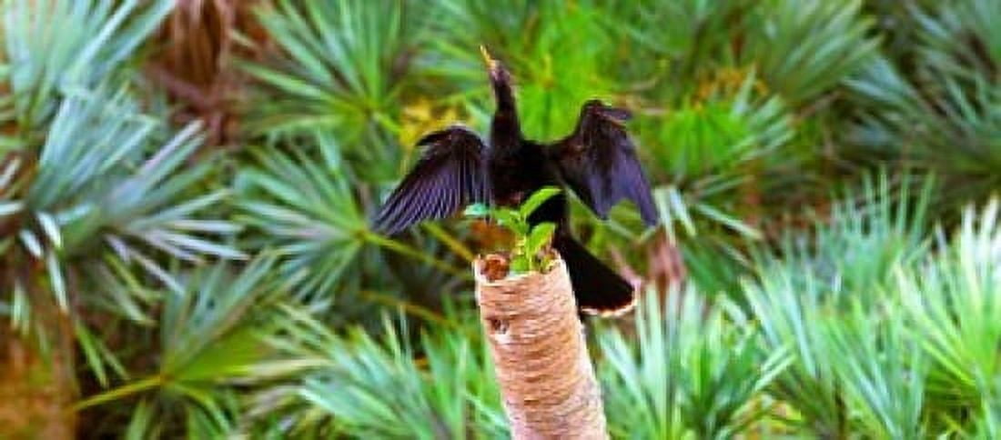 Anhinga (Anhinga anhinga) on a tree Boynton Beach Florida USA Canvas Art - Panoramic Images (15 x 7)