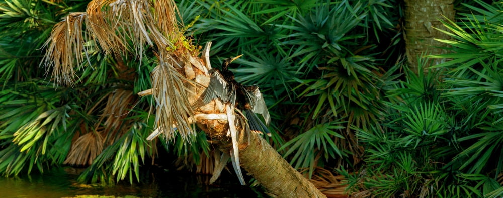 Anhinga (Anhinga anhinga) on a tree Boynton Beach Florida USA Canvas Art - Panoramic Images (27 x 9)
