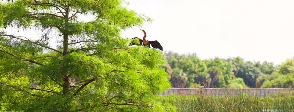 Anhinga (Anhinga anhinga) on a tree Boynton Beach Florida USA Canvas Art - Panoramic Images (27 x 9)
