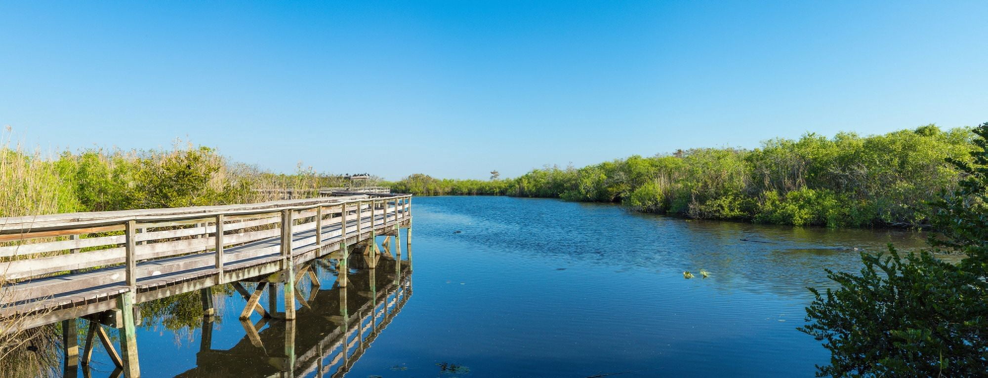 Anhinga Trail boardwalk Everglades National Park Florida USA Canvas Art - Panoramic Images (27 x 9)