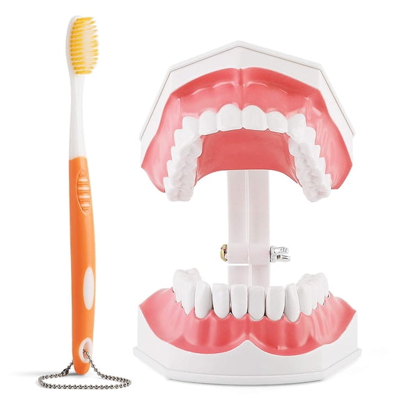 Anhua Large Tooth Model with False Teeth Toothbrush, 2 times brushing model teaching tool, Detachable lower teeth suitable for children, dental students, educators