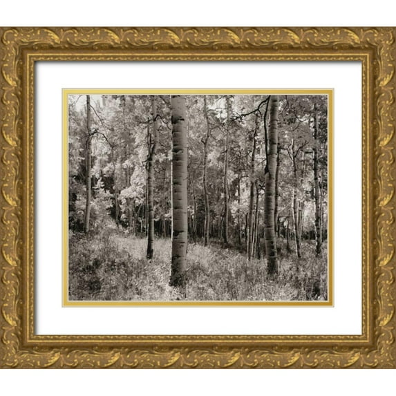 Aniballi, Brett 18x15 Gold Ornate Wood Framed with Double Matting Museum Art Print Titled - Birch Clearing
