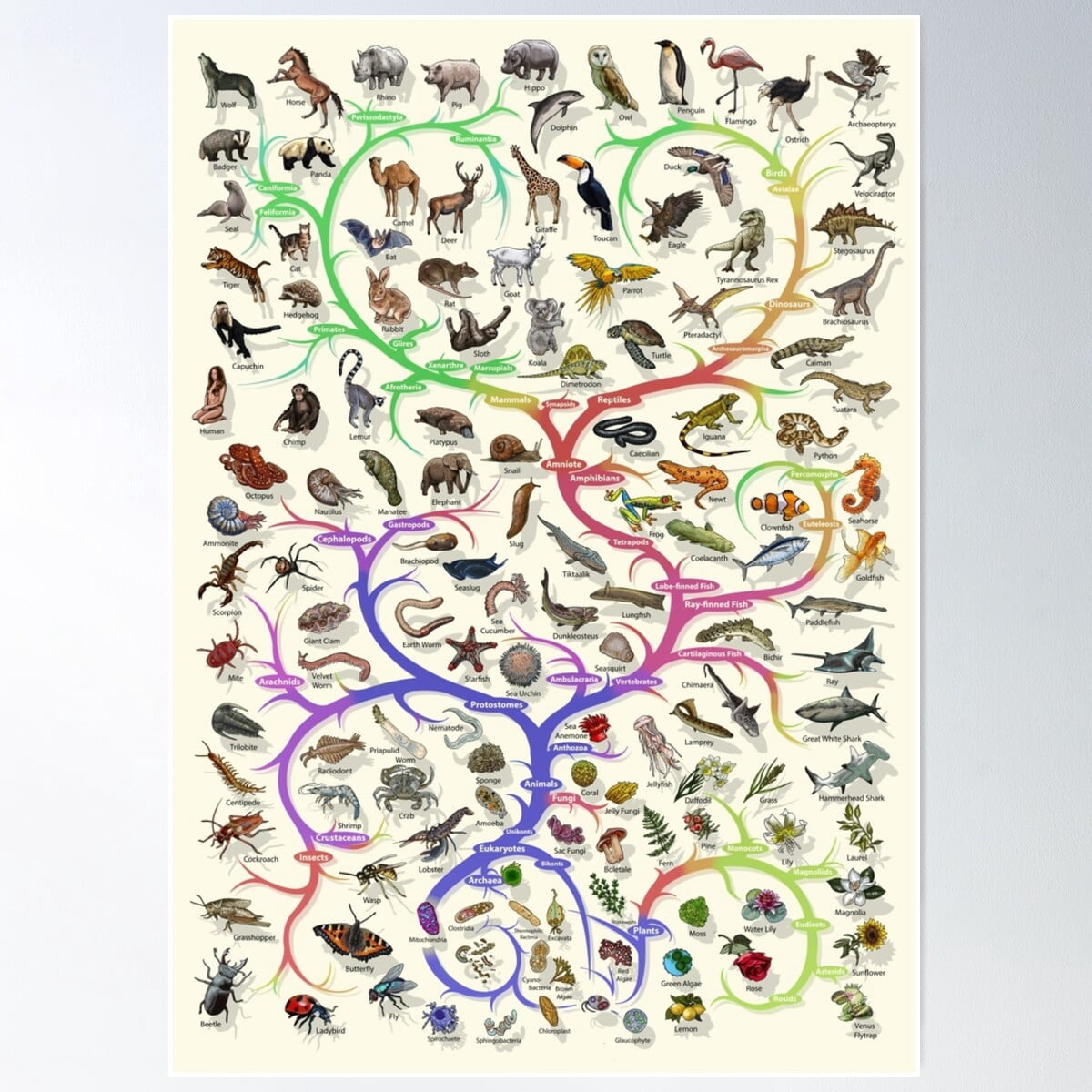 Animal And Plant Evolution - Tree Of Life Poster - English - No ...