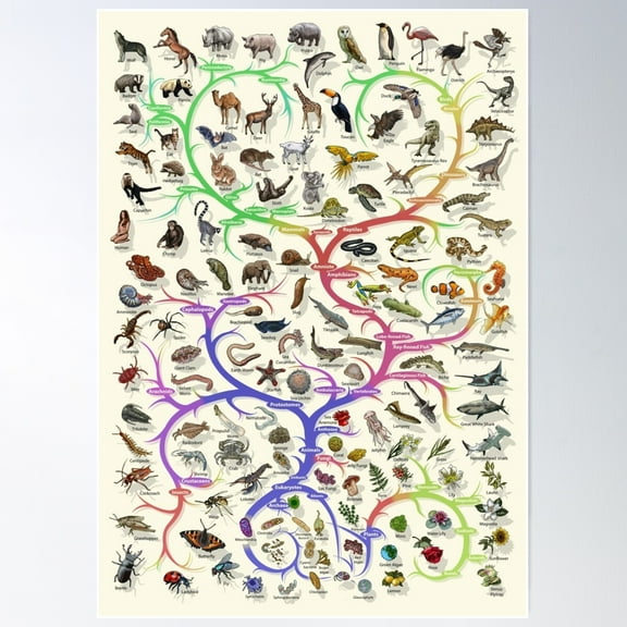 Animal And Plant Evolution - Tree Of Life Poster - English - No Timescale Poster Wall Art, Modern Wall Decor For Living Room Bedroom, 8x12 UNFRAMED