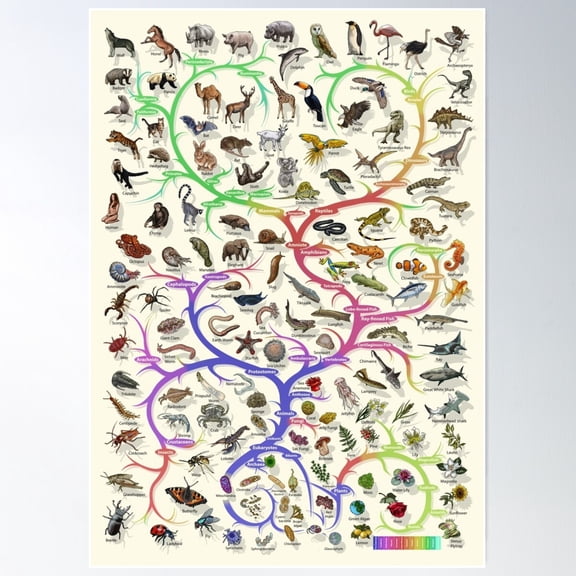 Animal And Plant Evolution - Tree Of Life Poster - English Poster Wall Art, Modern Wall Decor For Living Room Bedroom, 12x18 UNFRAMED