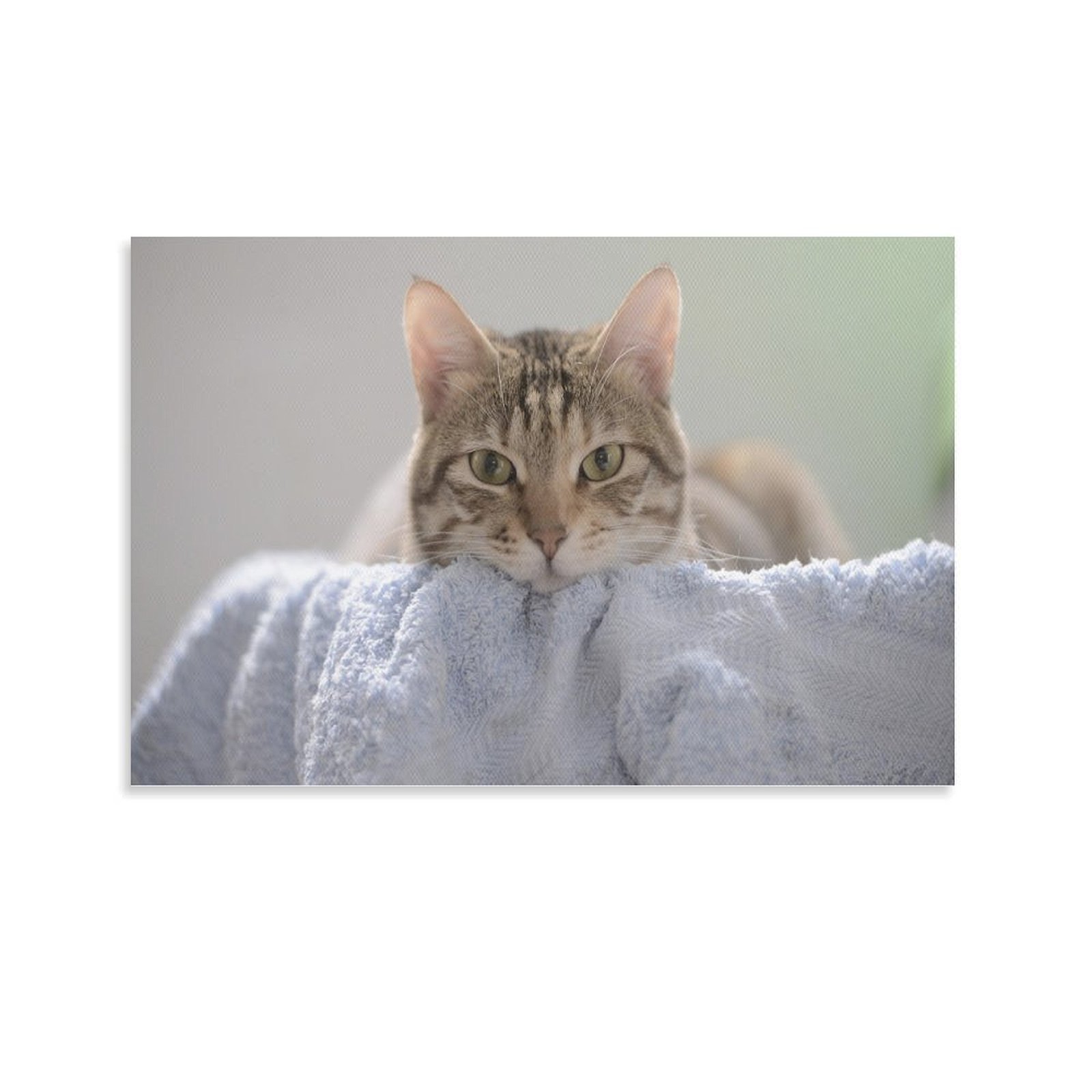 Animal Beast Birds Lion Tiger Wolf (196)Poster Canvas painting Wall