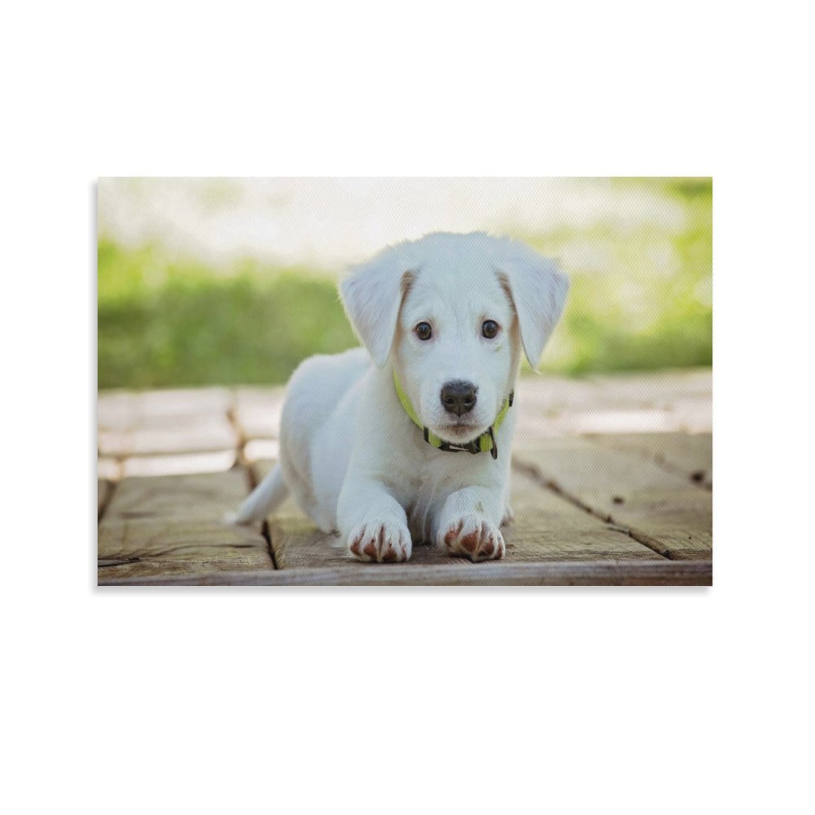 Animal Beast Birds Lion Tiger Wolf (233)Poster Canvas painting Wall