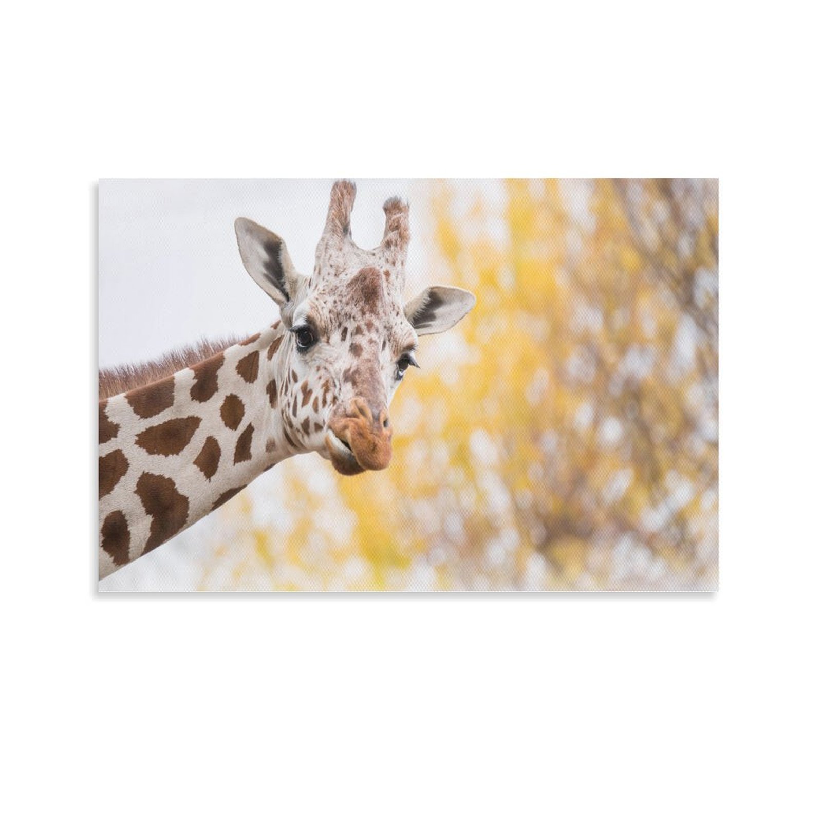 Animal Beast Birds Lion Tiger Wolf (254)Poster Canvas painting Wall