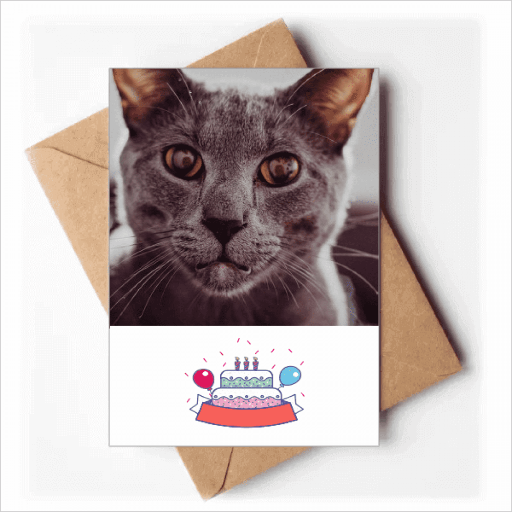 Animal Big Eye Gray Cat Photograph Happy Birthday Greeting Cards Envelopes Blank