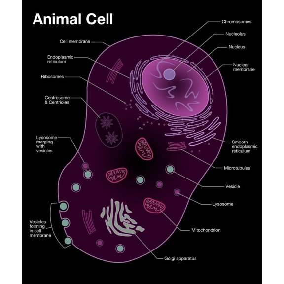 Animal Cell Diagram Poster Print by Spencer SuttonScience Source