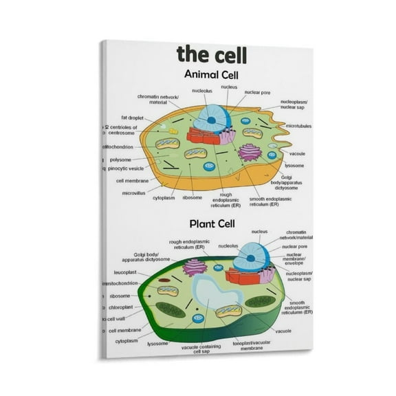 Animal Cell Structure And Plant Cell Poster Canvas Print Wall Art Decoration Living Room Office Bedroom