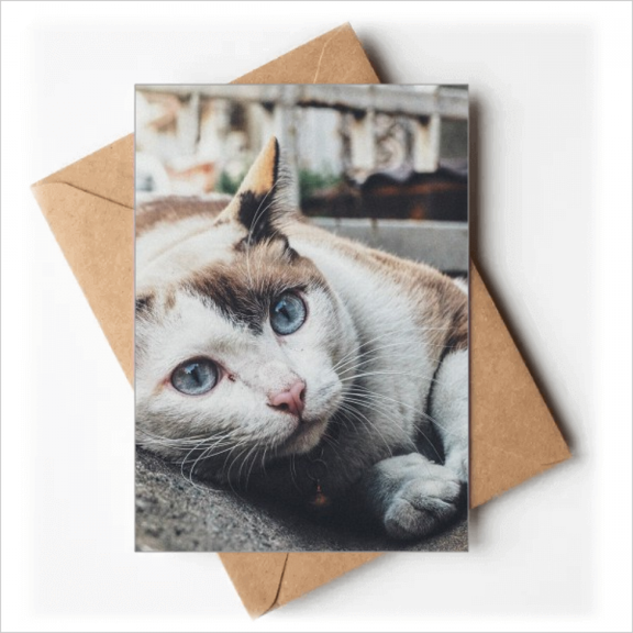 Animal Colorful Cat Photograph Picture Greeting Cards You are Invited Invitations