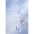 thumbnail image 1 of Animal Footprints In Fresh Snowfall - Hyder, Alaska, USA Poster Print, 24 x 38 - Large, 1 of 1