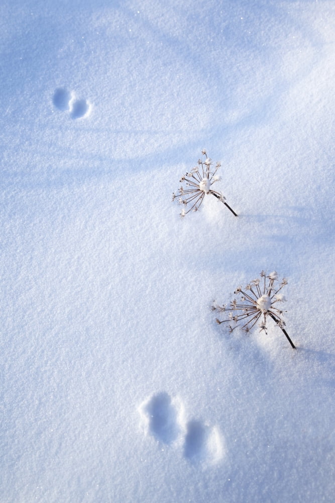 Animal Footprints In Fresh Snowfall Hyder Alaska Usa Canvas Art - Richard Wear Design Pics (24 x 38)