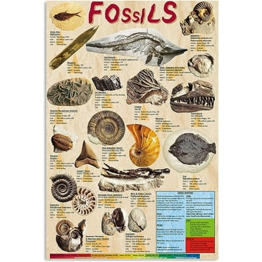 Animal Fossil Infographic Metal Signs Wall Decor Poster Biology Knowledge Reading Posters Teacher Teaching Guide Plaques School Classroom Office Size: 8 x 12 inch