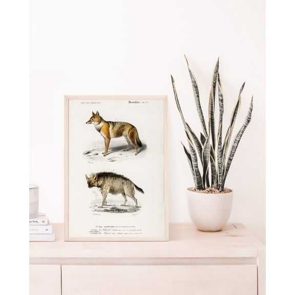 Animal Illustration Poster, Hyena Poster, Antique Animal, Vintage Poster Wall Art Decor, Illustration Art Poster, Unframed Canvas Size 12x18