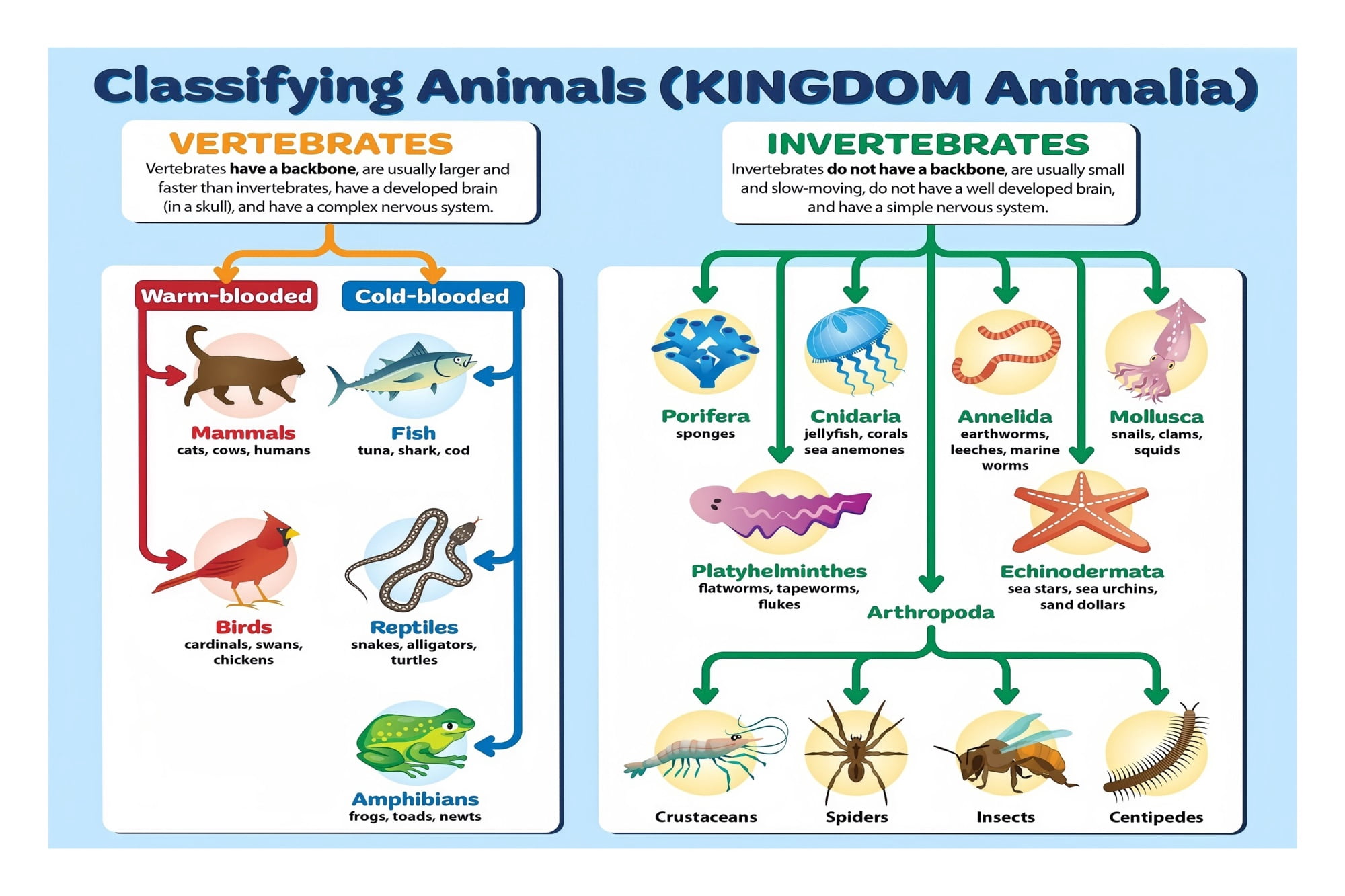 Animal Kingdom Classification Poster Taxonomy Science Chart with Major ...