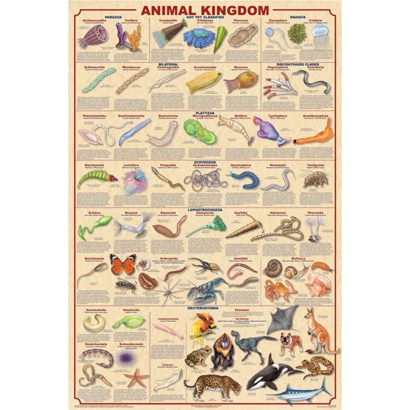 Animal Kingdom Educational Poster 24x36