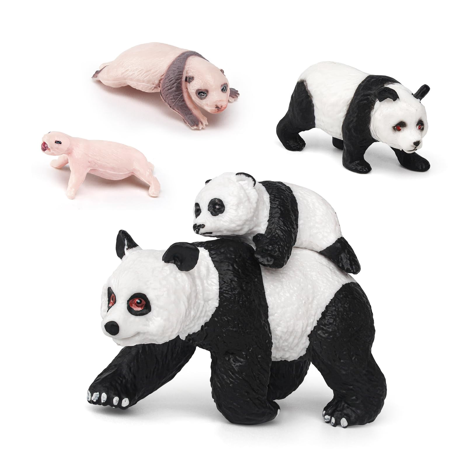 Animal Life Cycle Model KEF16 Figure 4 PCS Panda Growth Model Classroom ...