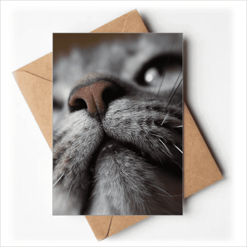 Animal Looking Up Cat Photograph Greeting Cards You are Invited Invitations