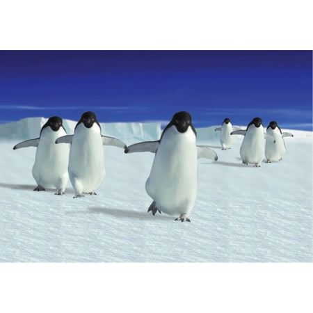 Animal - Motion Postcard