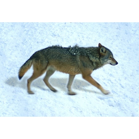 Gift Trenz Wolf Motion Postcard (20350)