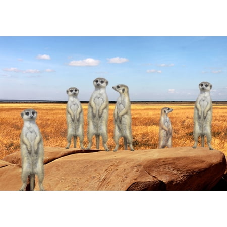 Gift Trenz Meerkats Motion Postcard (20352)