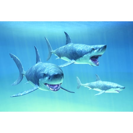 Gift Trenz Sharks Motion Postcard (20316)
