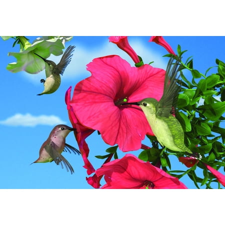 Gift Trenz Hummingbirds Motion Postcard (20313)