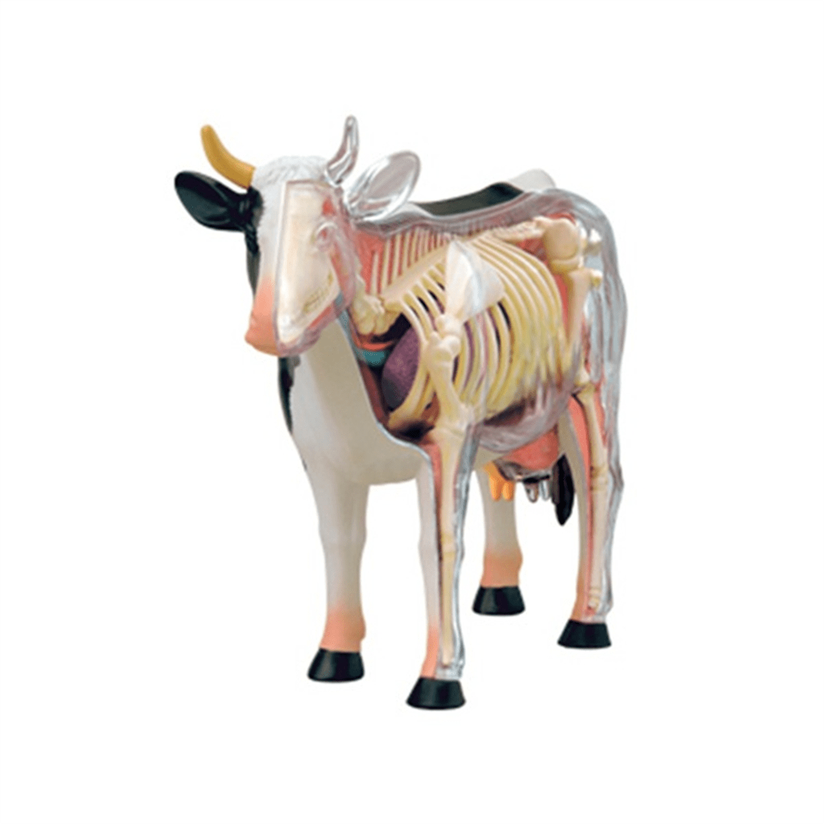 Animal Organ Anatomy Model 4D Cow Intelligence Assembling Toy Teaching