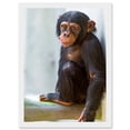 thumbnail image 1 of Animal Photo Ape Monkey Cute Baby Chimpanzee Artwork Framed Wall Art Print A4, 1 of 4