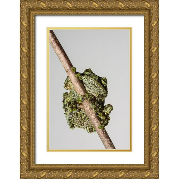 Animal Photography 11x14 Gold Ornate Wood Framed with Double Matting Museum Art Print Titled - Vietnamese Mossy Frog