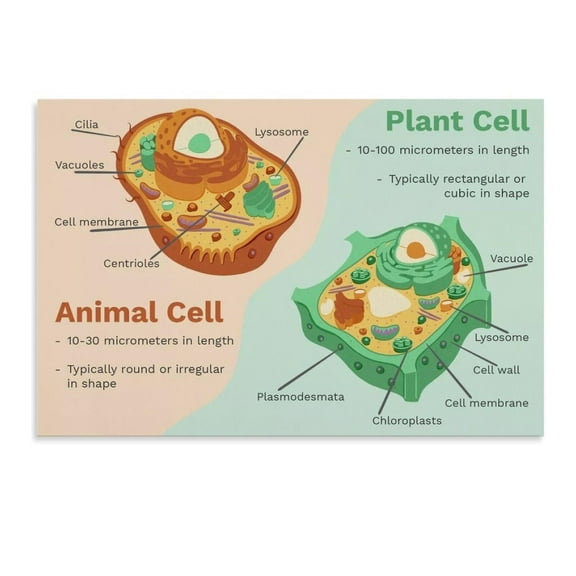 Animal And Plant Cell Art Poster Science Art Poster Educational Art Poster Canvas Poster Wall Art Decor Print Picture Paintings for Living Room Bedroom Decoratio