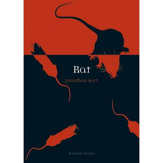 Animal: Rat (Paperback)