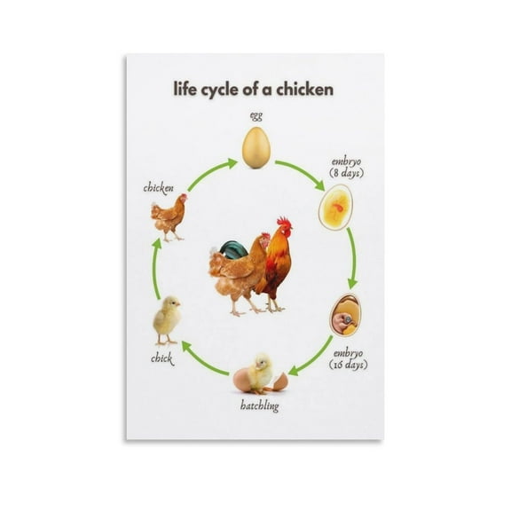Animal Science Posters, Chicken Life Cycle Posters, Posters And Prints Living Room Bedroom Decorative Wall Art Pictures Canvas Poster Wall Art Decor Print Picture Paintings for Living Room Bedroom De