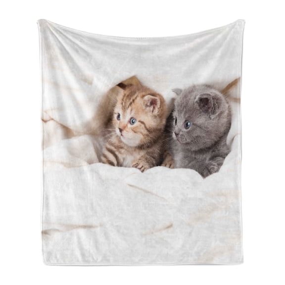 Animal Soft Flannel Fleece Throw Blanket, 2 Little Scottish Fold Kittens on the White Background Digital Artwork Print, Cozy Plush for Indoor and Outdoor Use, 50" x 60", White and Grey, by Ambesonne