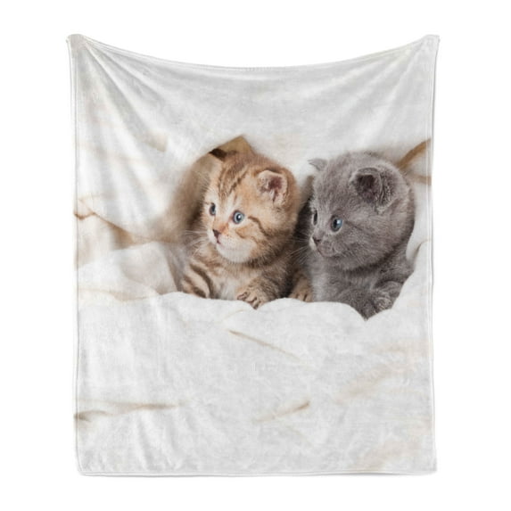 Animal Soft Flannel Fleece Throw Blanket, 2 Little Scottish Fold Kittens on the White Background Digital Artwork Print, Cozy Plush for Indoor and Outdoor Use, 50" x 60", White and Grey, by Ambesonne