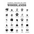 thumbnail image 1 of Animal Tracks poster Woodland Animal  Outdoor Adventure Kids Art, Woodland Nursery Decor, Woodland Nursery, Woodland Art Animal Footprints poster, 1 of 1