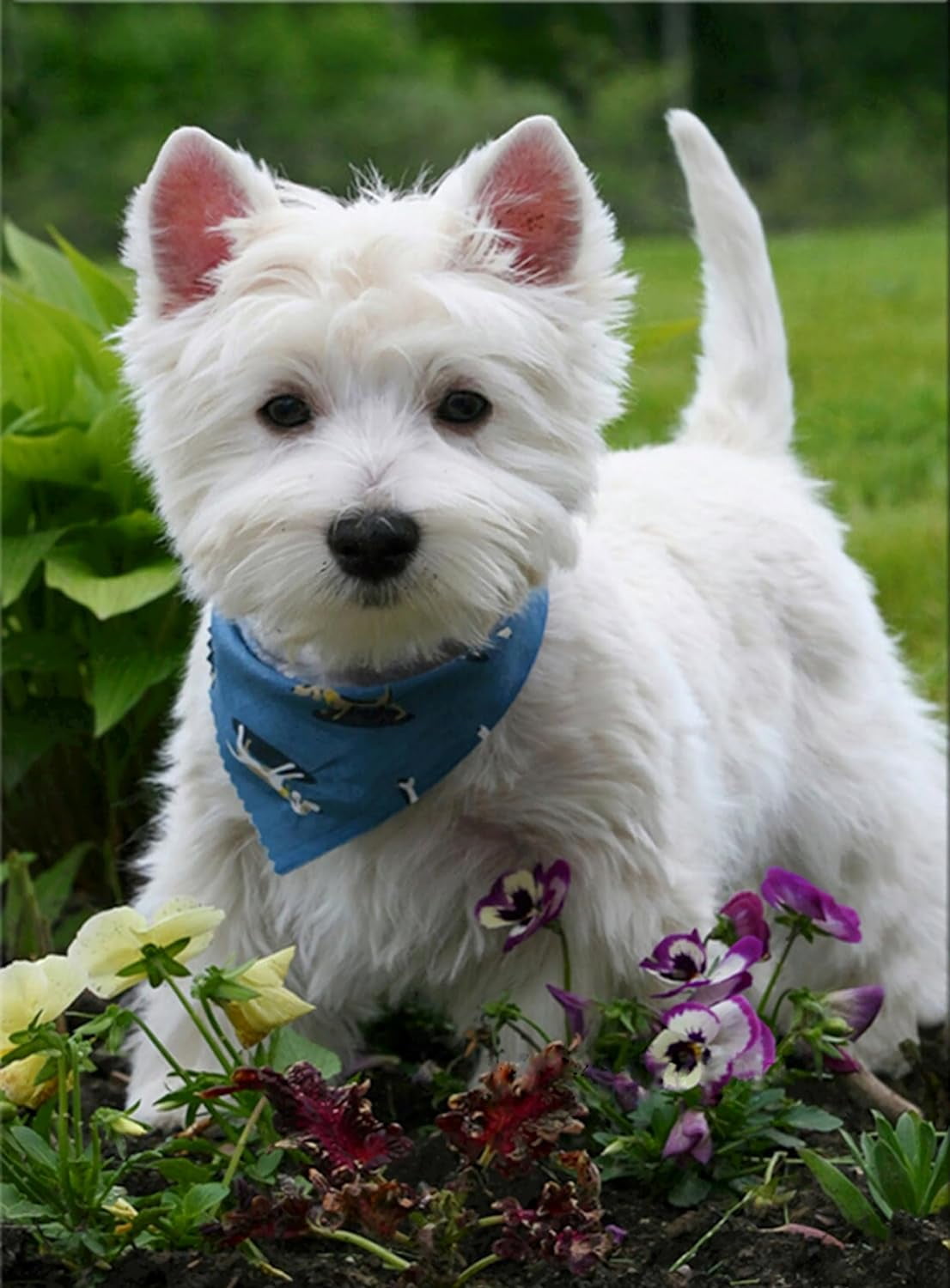 300 Piece Wooden Jigsaw Puzzle - Westie Dog 'I'll Be Watching You' Puzzle For Adults & Families