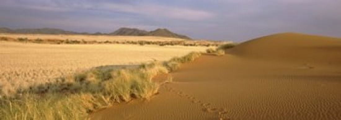 Animal tracks on the sand dunes towards the open grasslands Namibia Canvas Art - Panoramic Images (18 x 7)