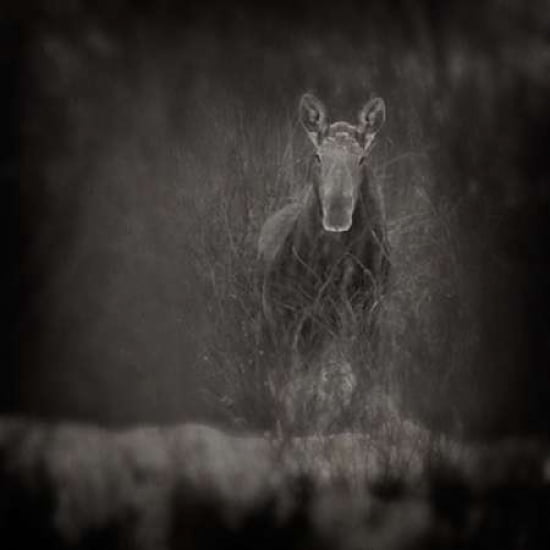 Animalia Moose Canvas Art - Roberta Murray (24 x 24)
