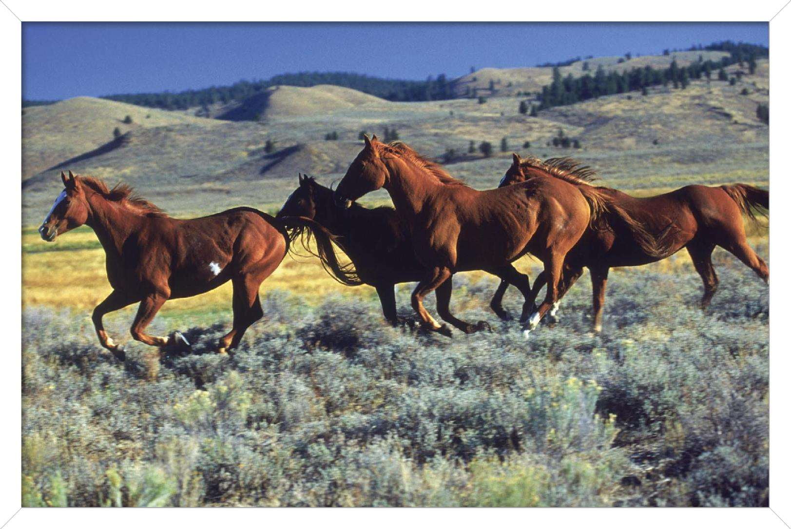 Animals - Horses Running on the Planes Wall Poster, 14.725" x 22.375", Framed
