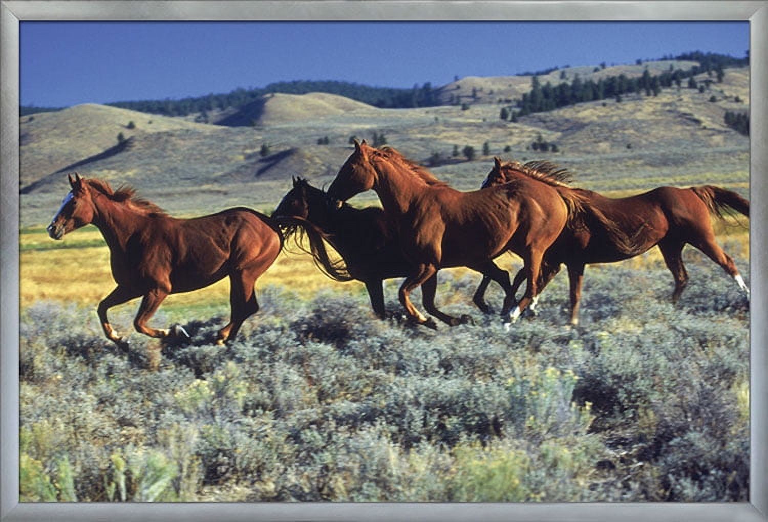 Animals - Horses Running on the Planes Wall Poster, 22.375" x 34", Framed