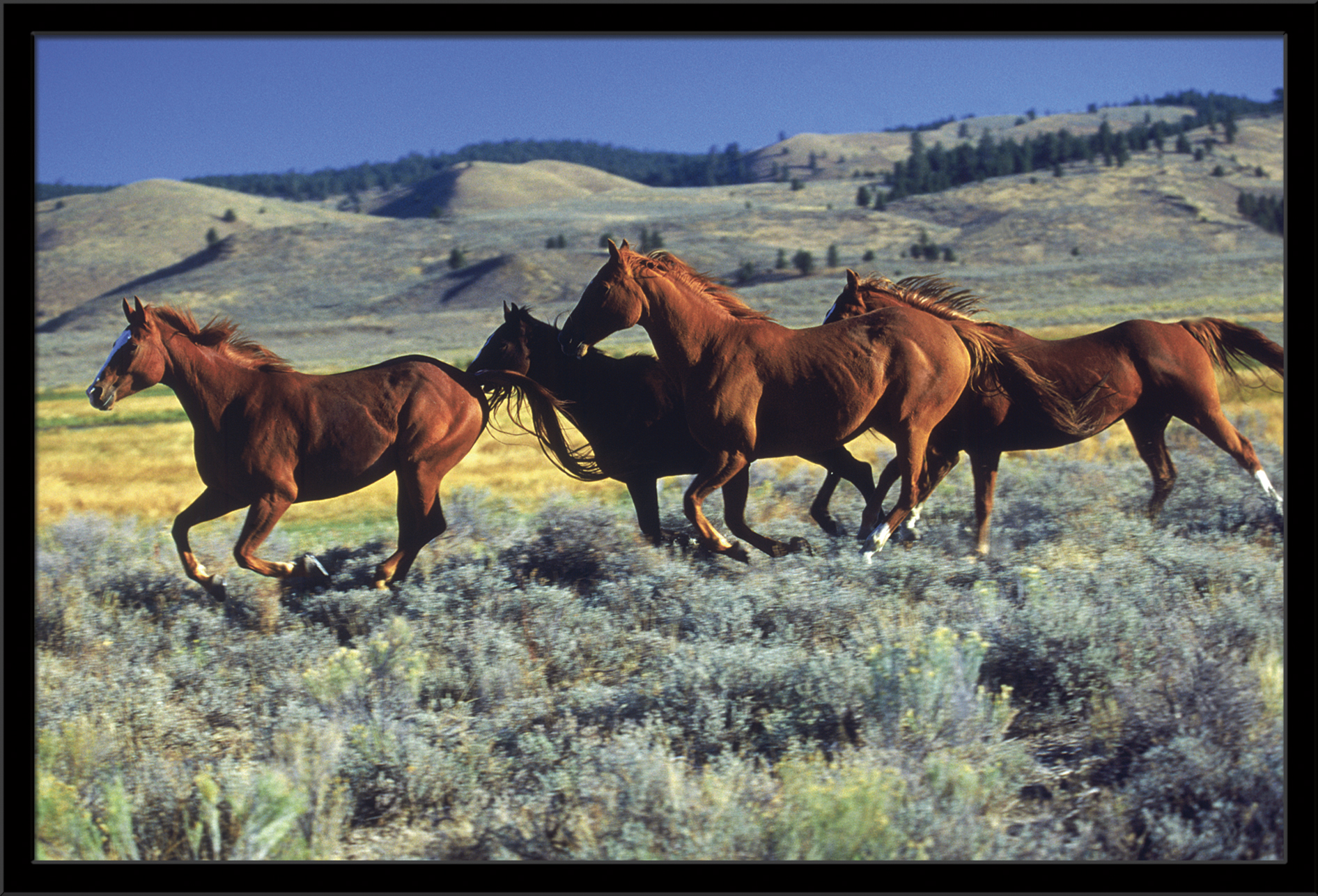 Animals - Horses Running on the Planes Wall Poster, 22.375" x 34", Framed